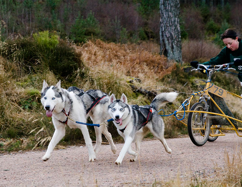 25th Husky Race