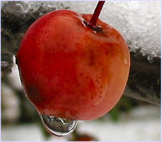 o4/10/481910/1/65478663.HGfL748C.crabapple.jpg