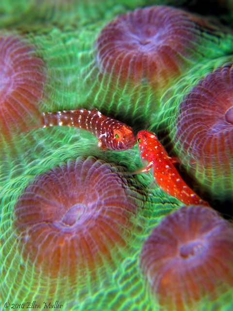 Two Pygmy Gobies