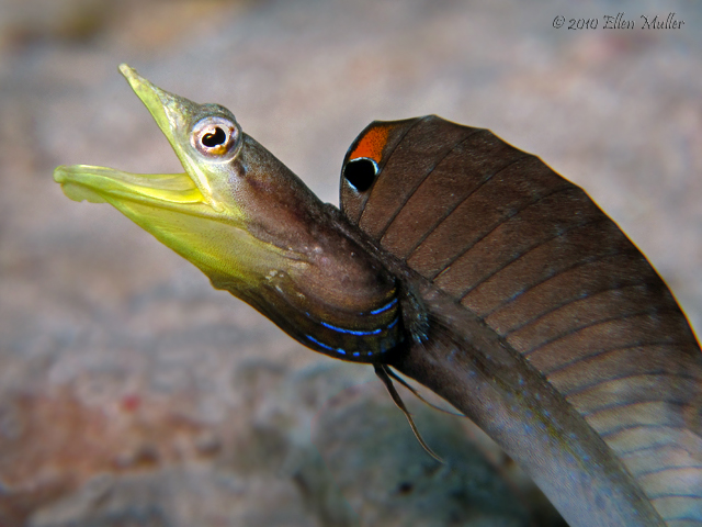 Pikeblenny