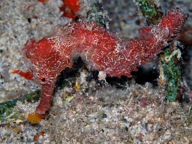 Young Seahorse