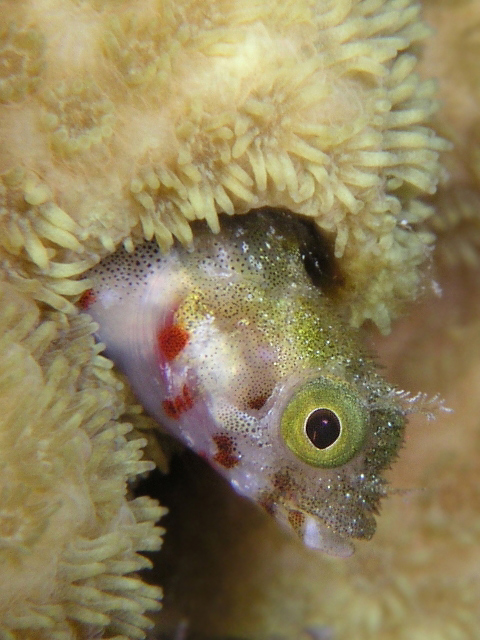 Blenny