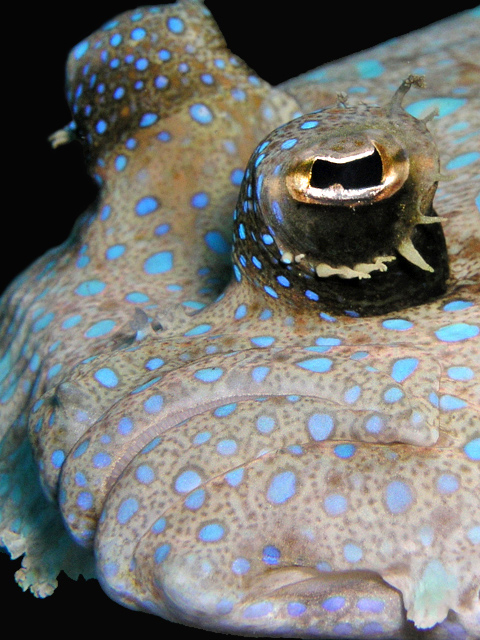 Peacock Flounder