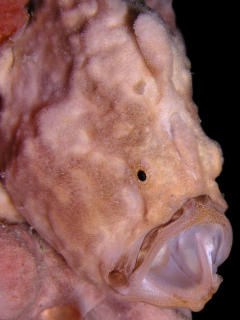 Pink Frogfish