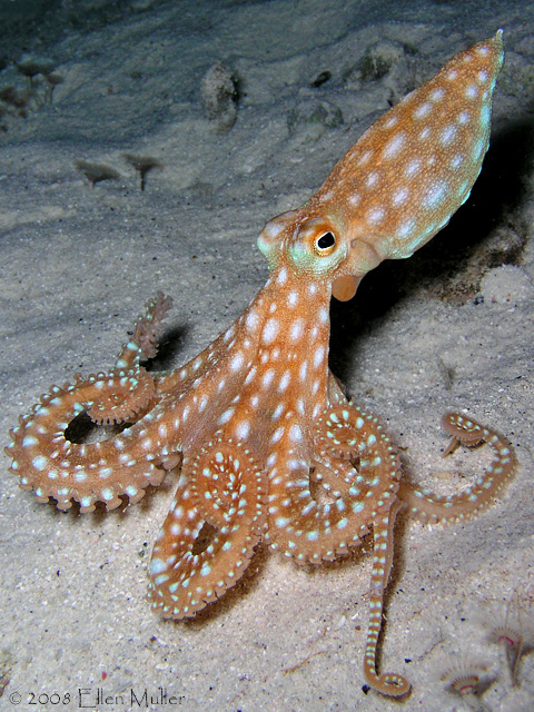 Moonwalking Octopus