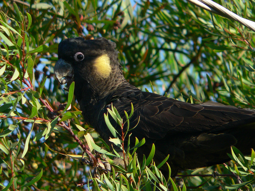 Black cockatoo 50608-s.jpg