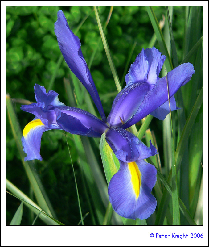 26-Aug-06 Iris P1060163_s.jpg