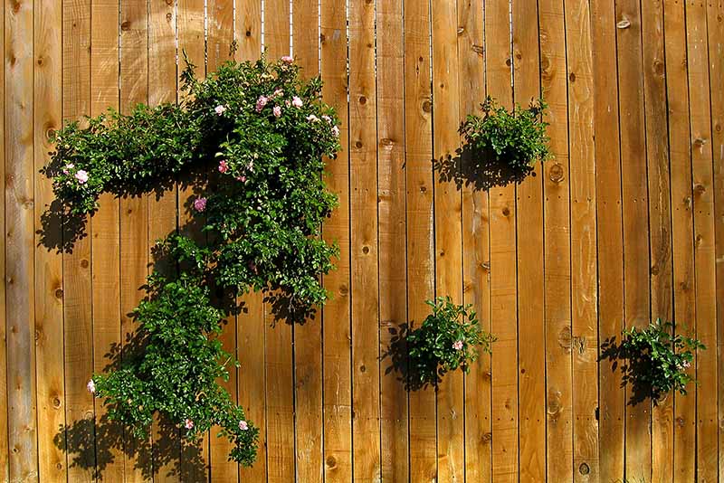 Peeking Rosebush