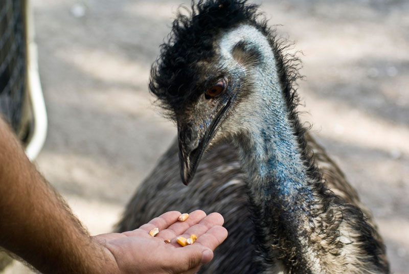 Feeding The Emu