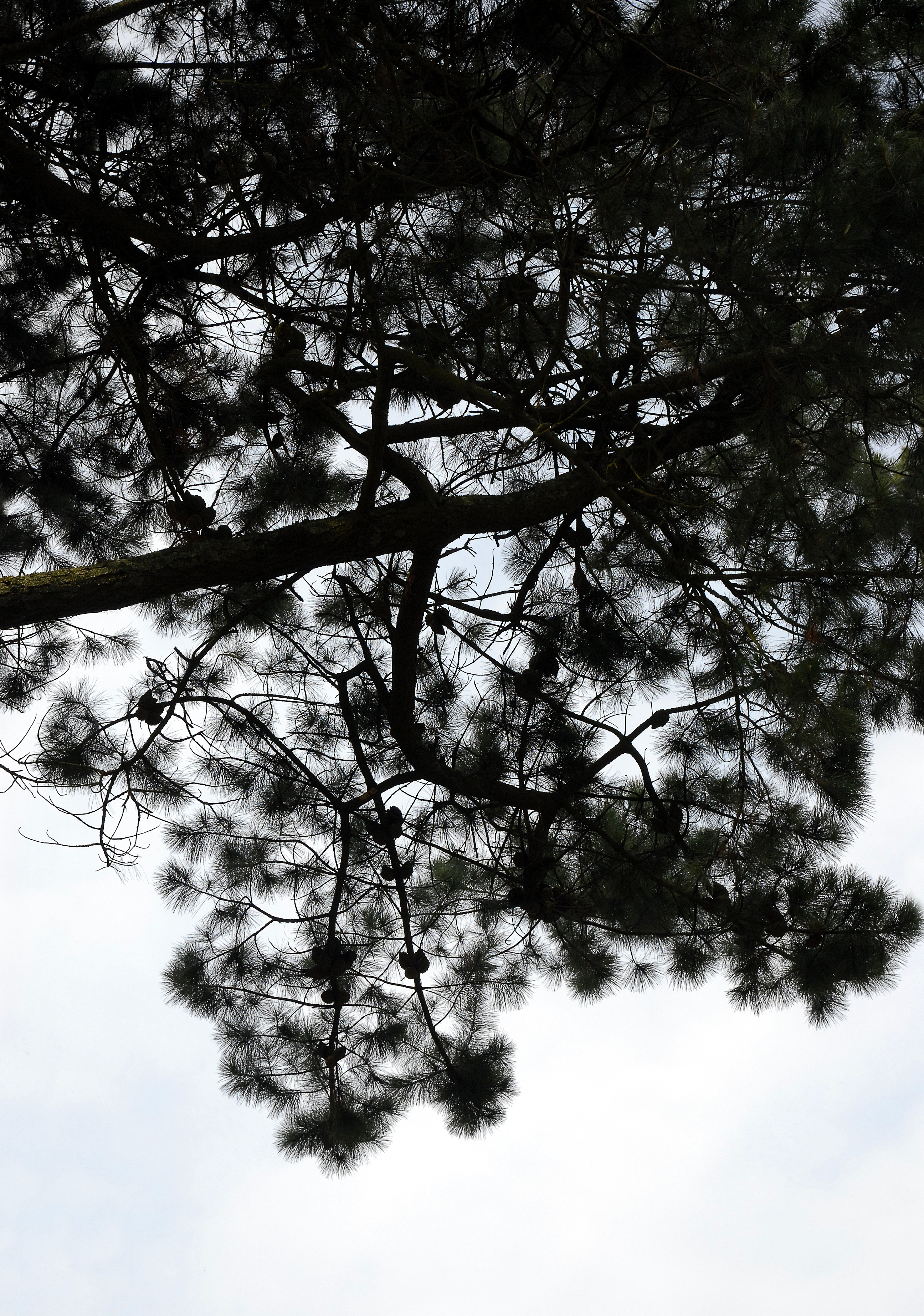 Scots Pine