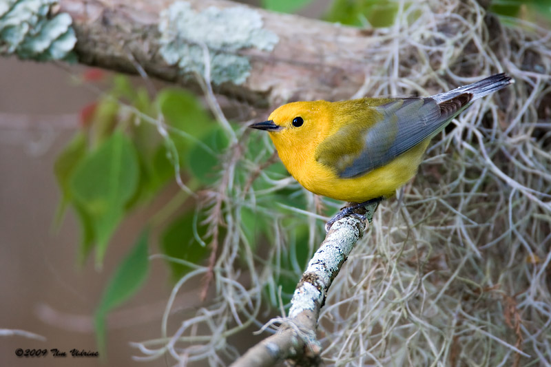 Prothonotary Warbler