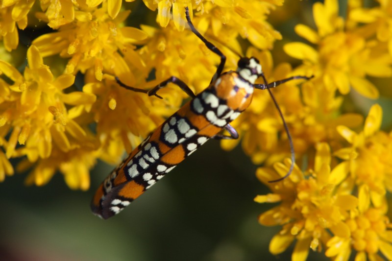 Ailanthus Webworm Moth