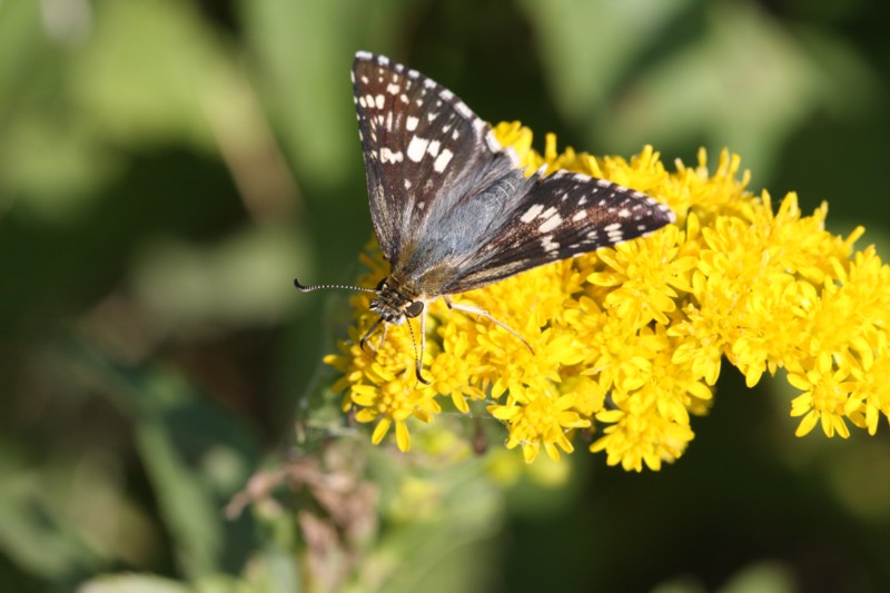 Common Checkered-Skipper