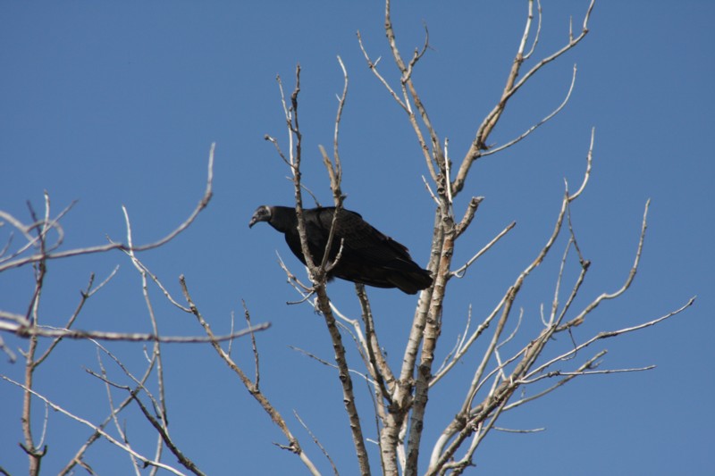 Black Vulture
