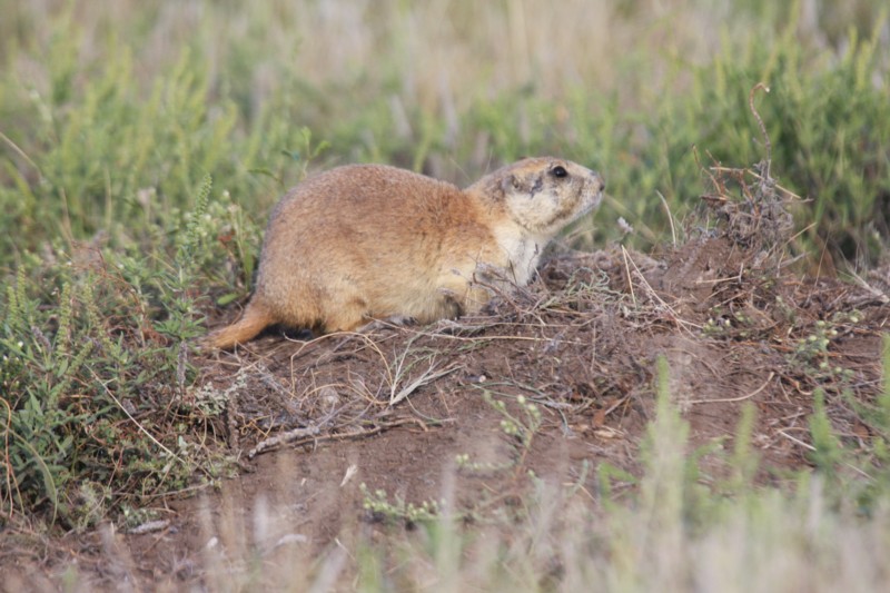 Prairie Dog