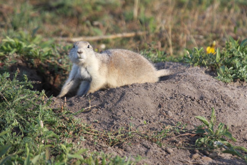 Prairie Dog