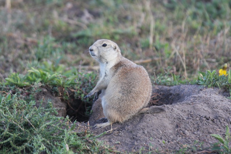 Prairie Dog