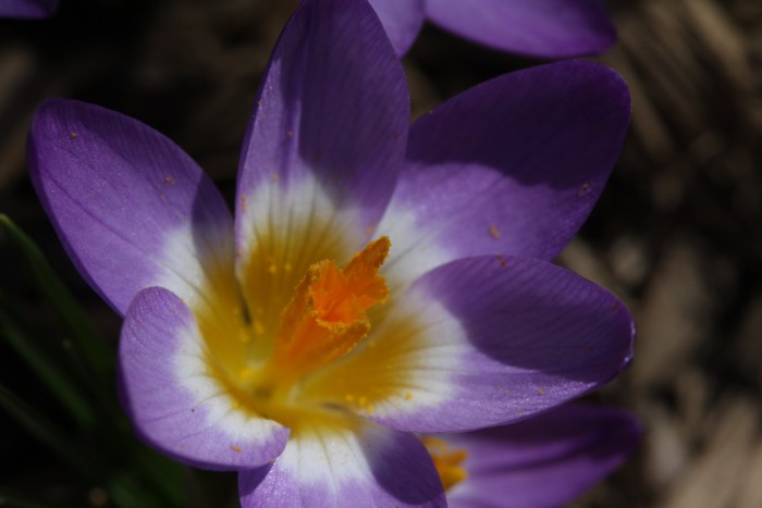 Crocus