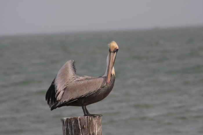 Brown Pelican