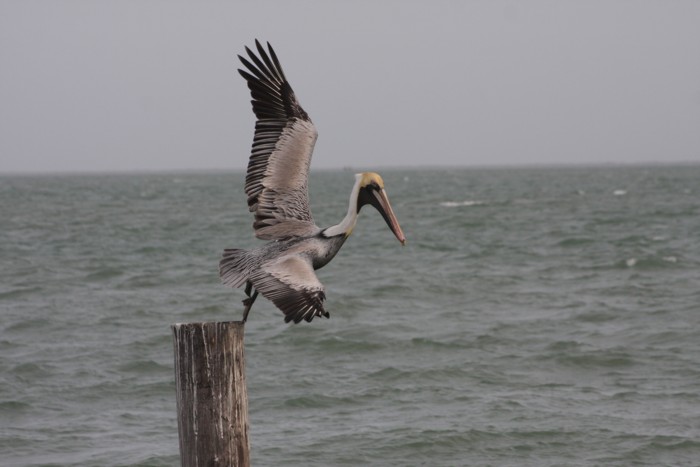 Brown Pelican