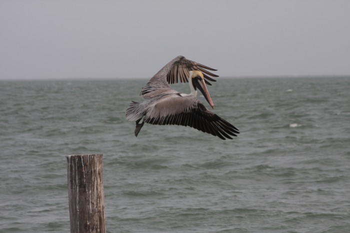 Brown Pelican
