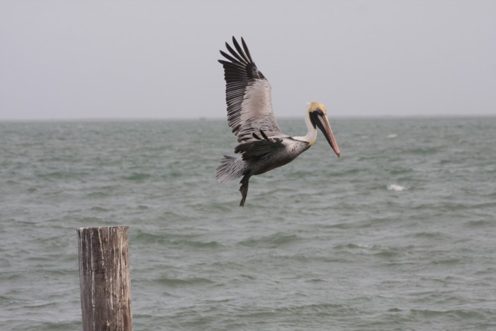 Brown Pelican