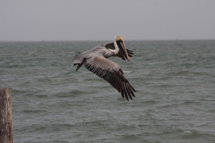 Brown Pelican