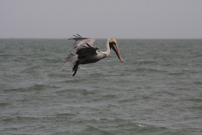 Brown Pelican