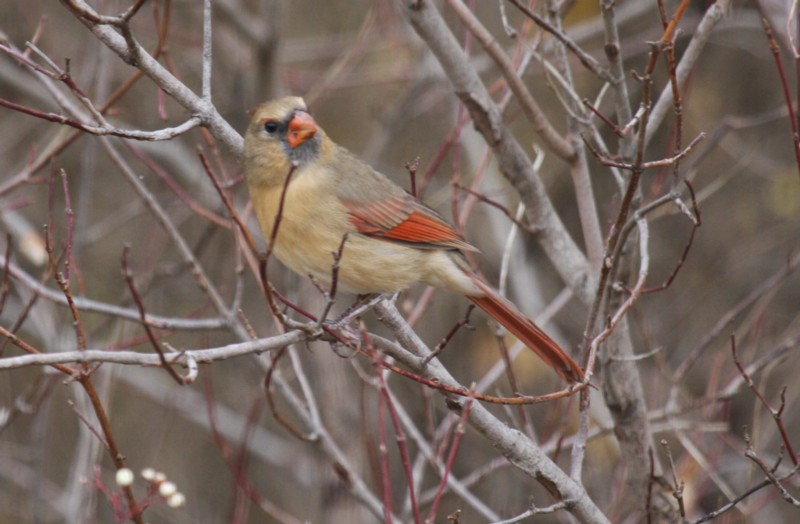 Northern cardinal (female)