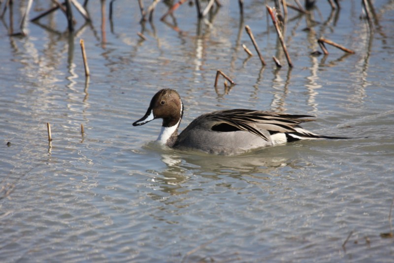 Northern pintail