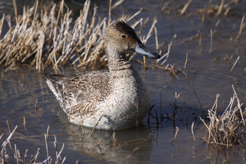 Northern pintail (female)