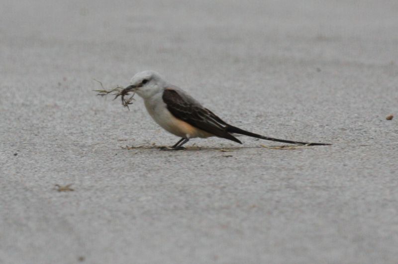 Scissor-tailed flycatcher