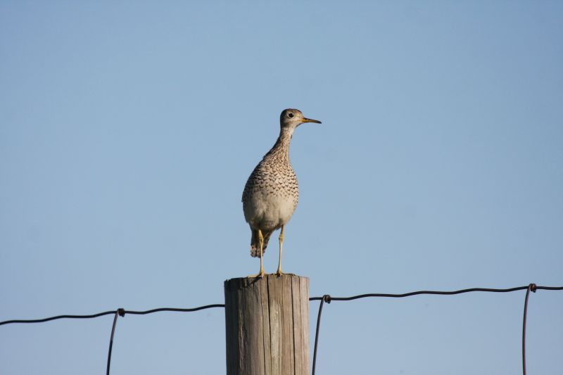 Upland sandpiper