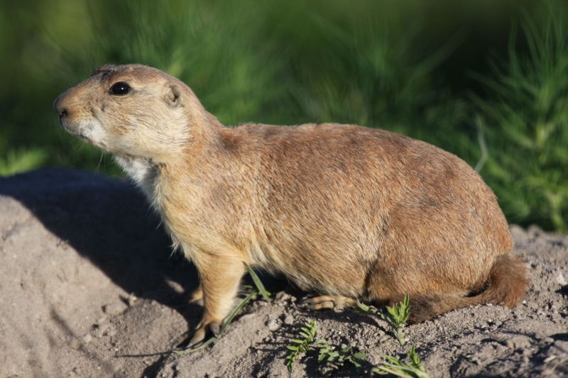 Prairie dog