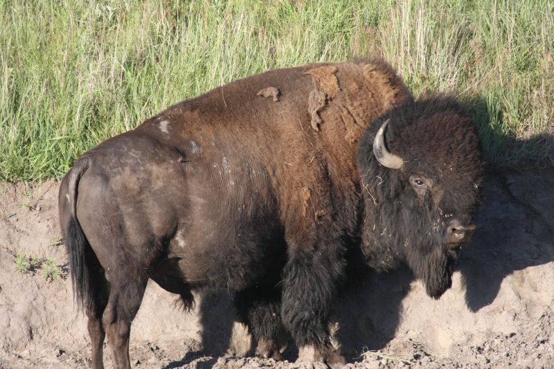 Bison