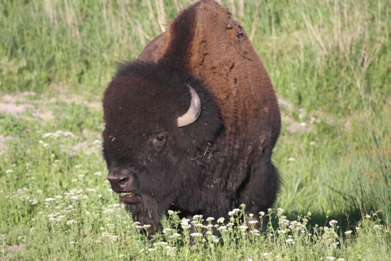 Bison
