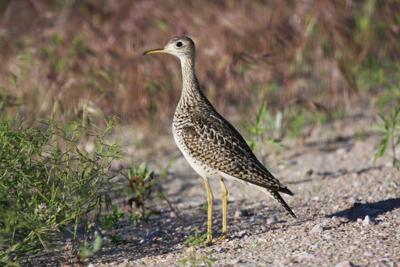 Upland sandpiper