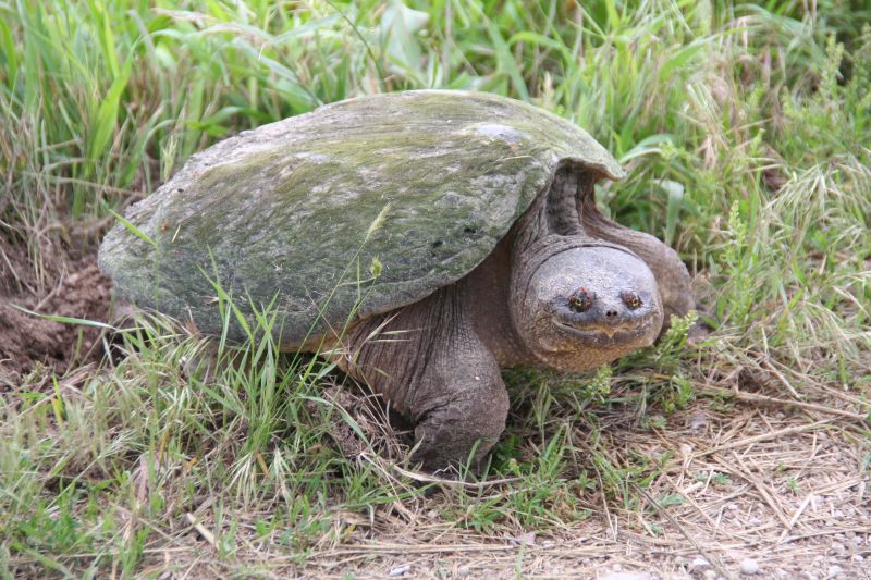 Snapping turtle