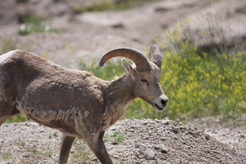 Bighorn Sheep