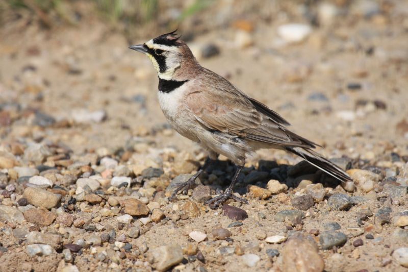 Horned lark