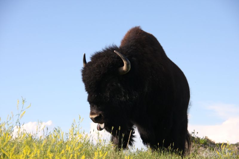 Bison