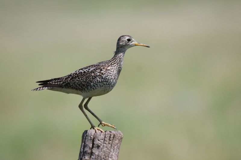 Upland sandpiper