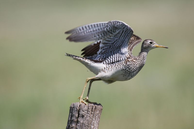 Upland sandpiper