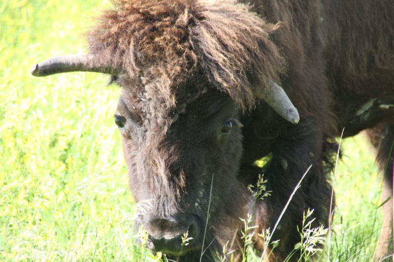 Bison