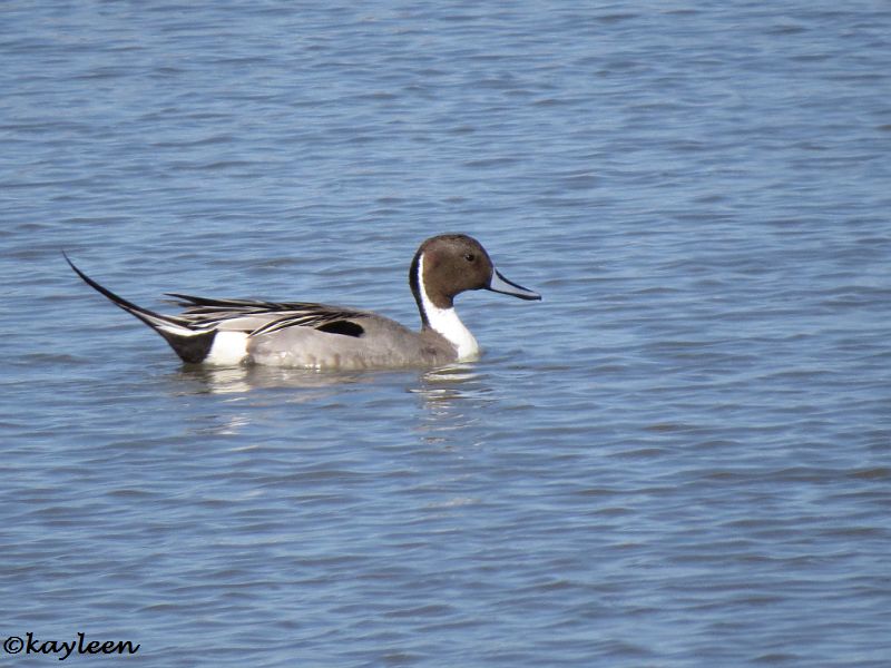 Northern pintail