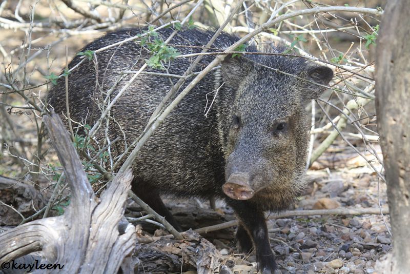 Javalina