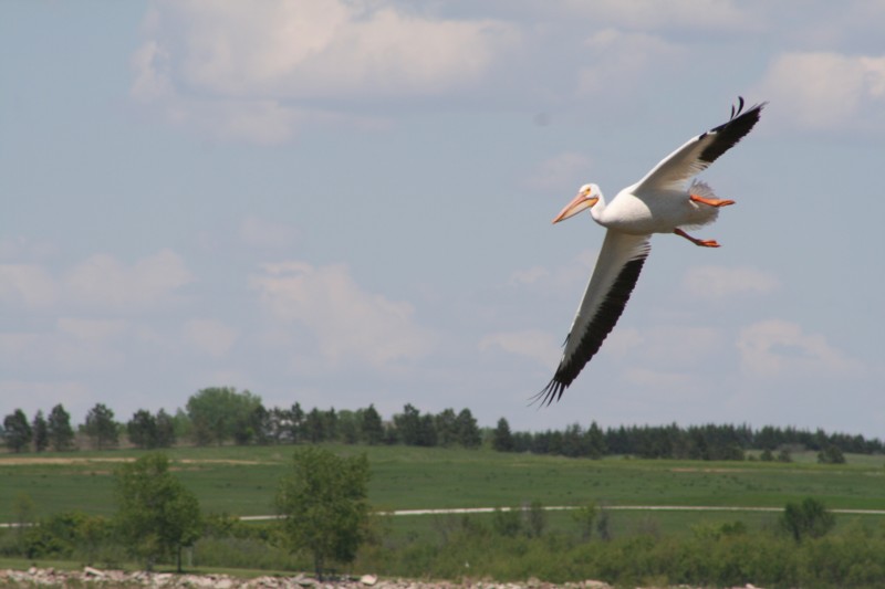 Pelican Coming In For A Landing