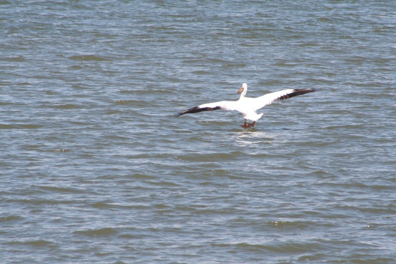 Pelican Landing