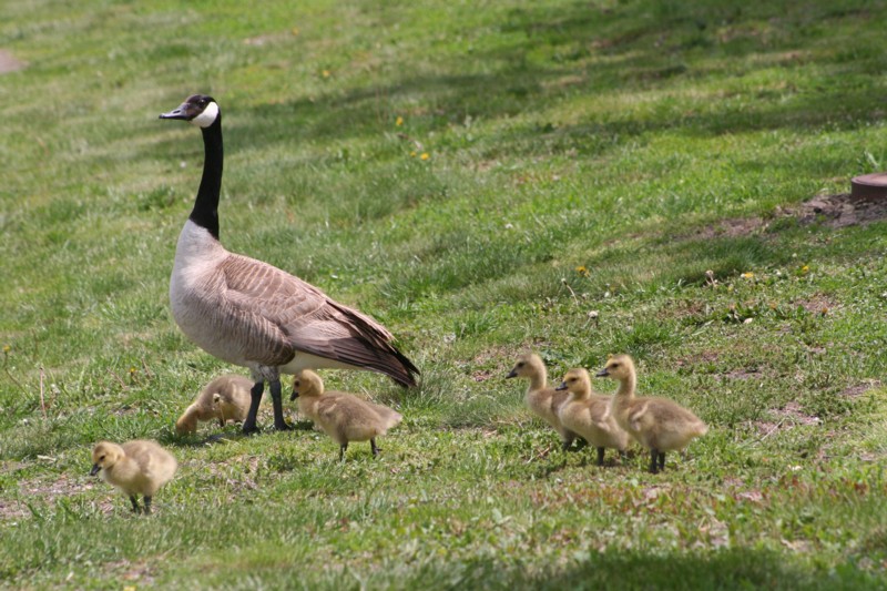 Canada geese and goslings