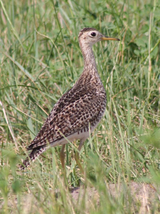 Upland sandpiper